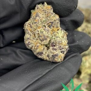 Buy UK Cheese marijuana online