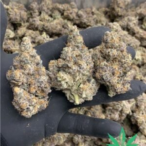 Buy Sour Diesel DNA Genetics
